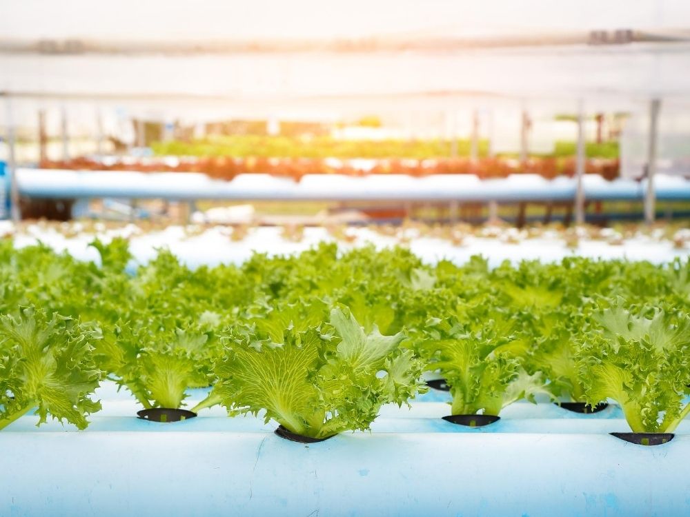 Reasons You Should Start a Hydroponic Garden